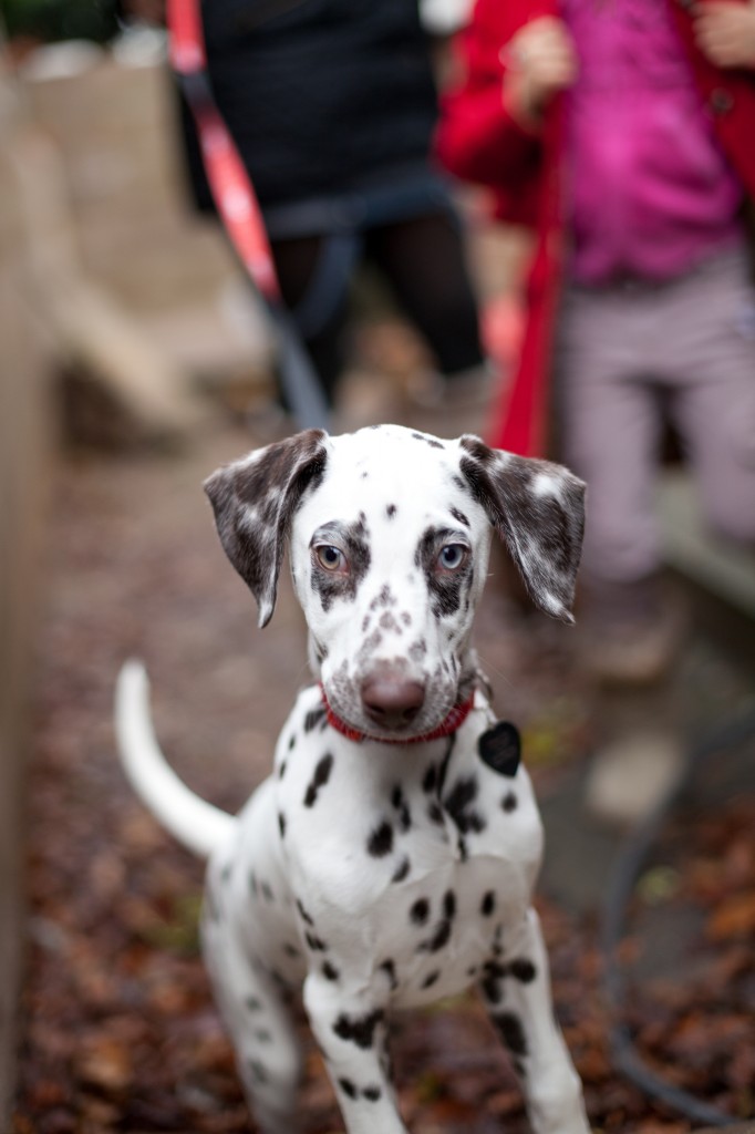 A gorgeous Dalmatian during a family portrait shoot in Lancashire. 