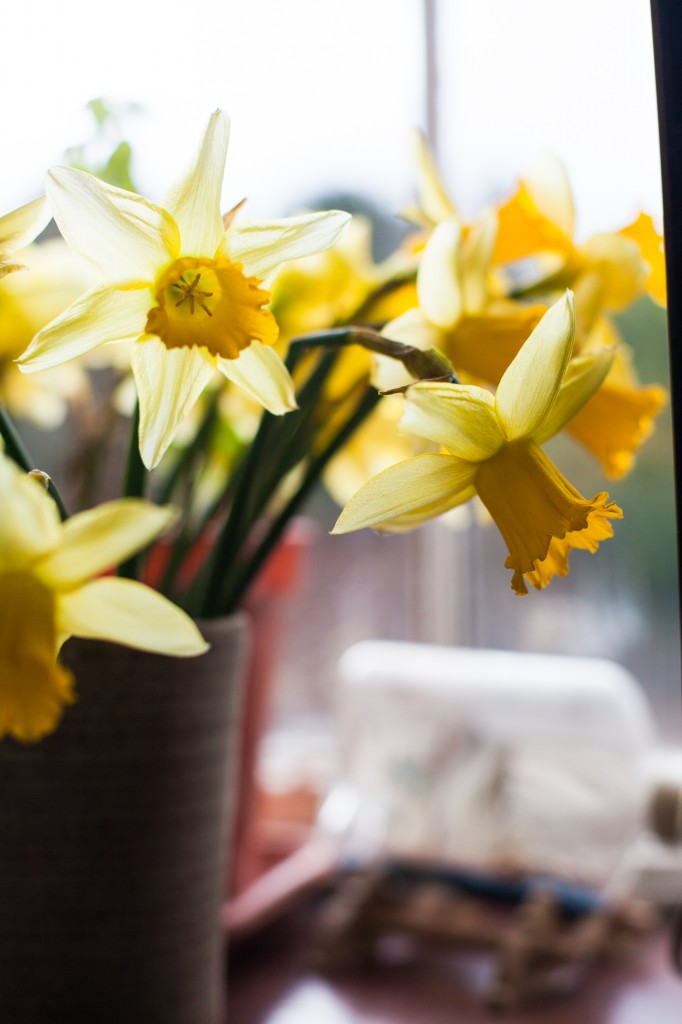 Close up of Daffodils, Wedding photography Lake District