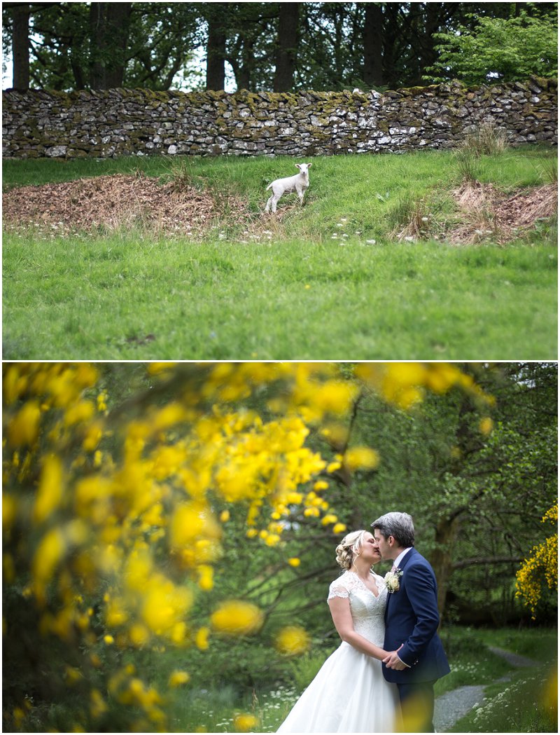 A little lamb and bride and groom at Linthwaite House Hotel Wedding