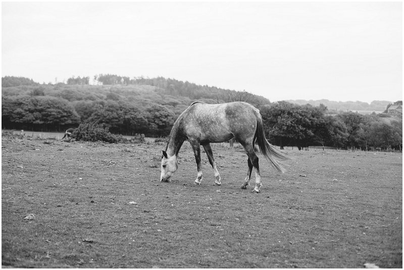 Beautiful horse at Rivington Park photo shoot