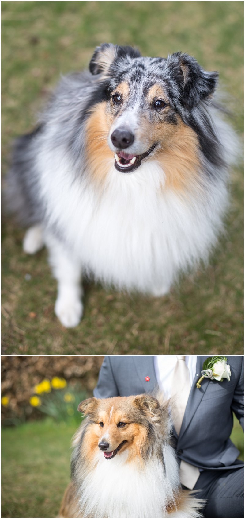 Bride and Groom's babies - sheltie dogs
