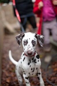 Dalmatian puppy, Preston Lancashire