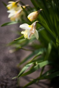 Daffodils in Cheshire