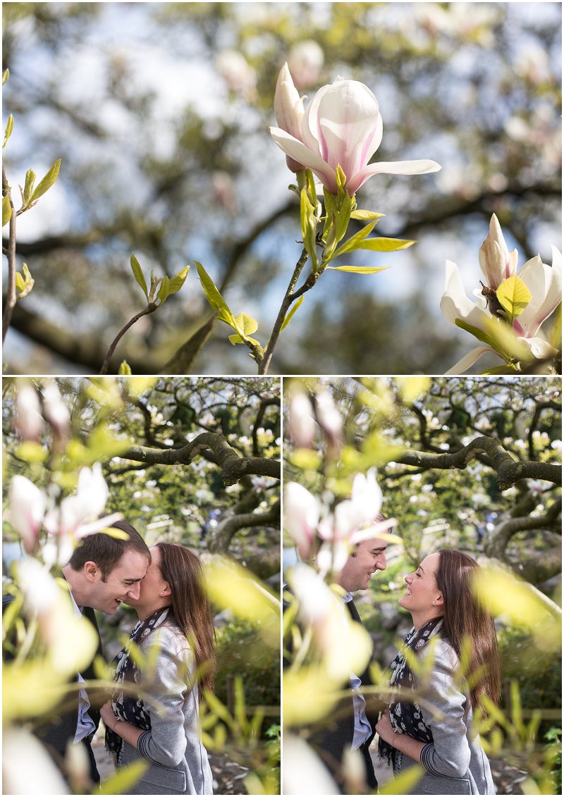 Beautiful Magnolia Tree Pre Wedding Photography Preston
