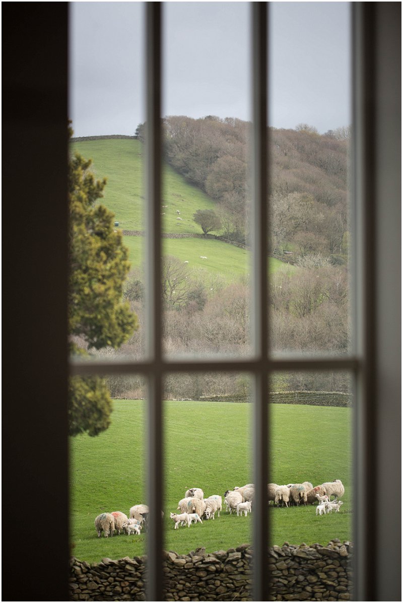 Sheep and Lambs in Field in Cumbria during Wedding in Ambleside