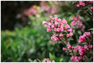 Flowers at Smiths
