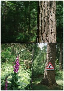 Whinfell Forest detail photos
