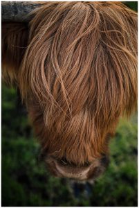 highland cow Heaton Park