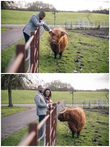 Highland Cow photographer