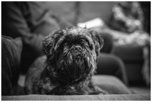 Dog photographer Penrith