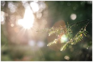 Light in forest Center Parcs